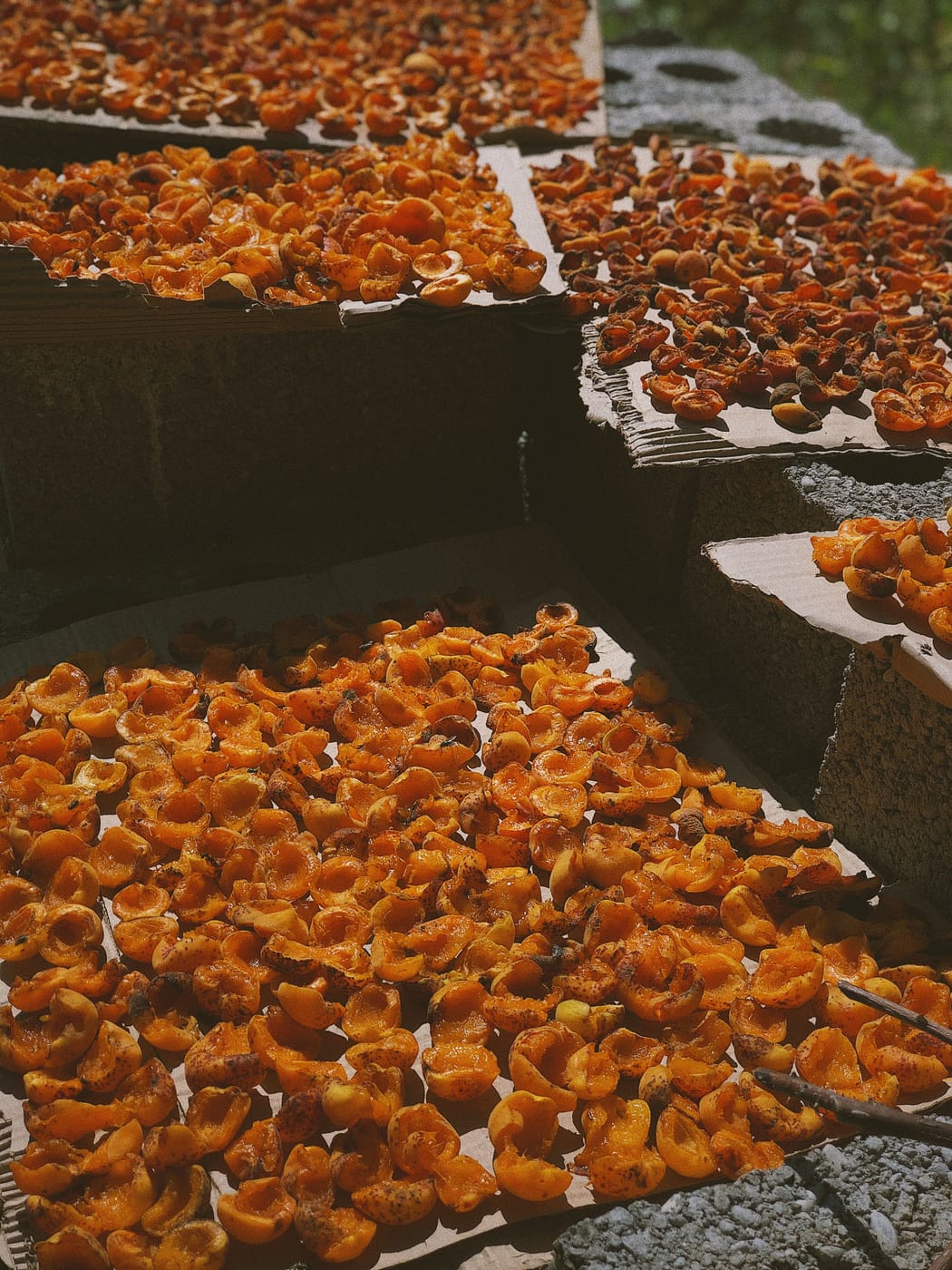 Product photo: Dried Peaches